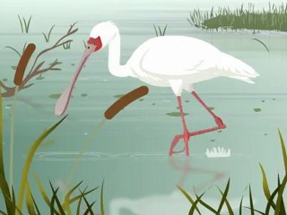 Spatule animation Flash