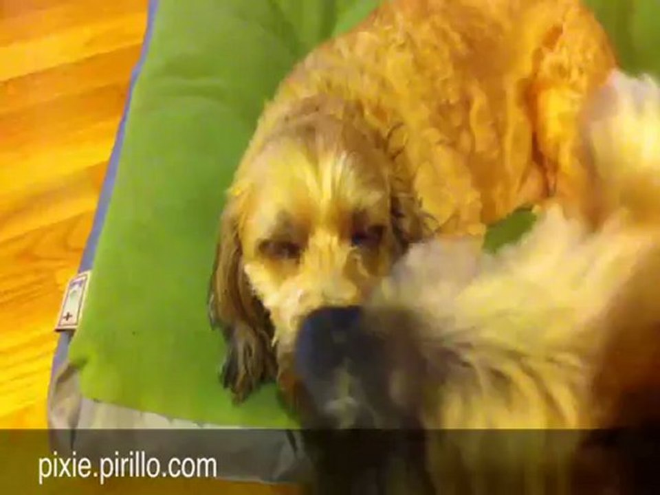 Sick Dog - Health Pet Insurance Helping Pixie Puppy