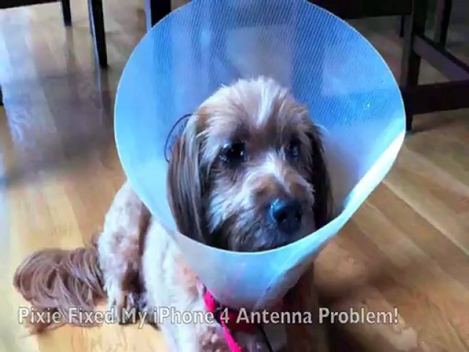 Puppy Dog Eyes (and Geeky Treats, too!)