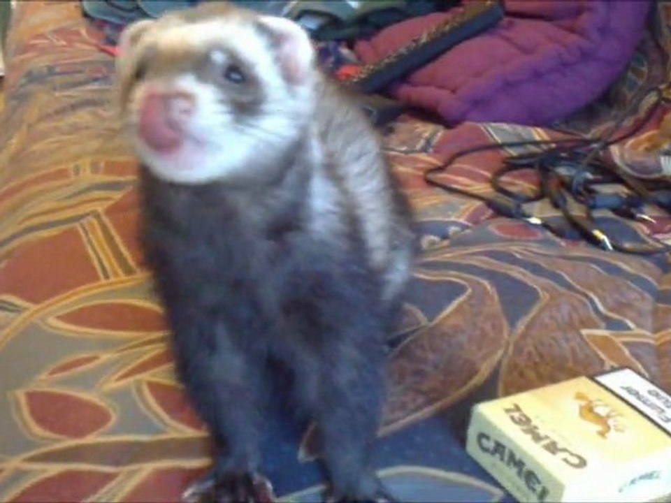 furet louna et marine s'amuse