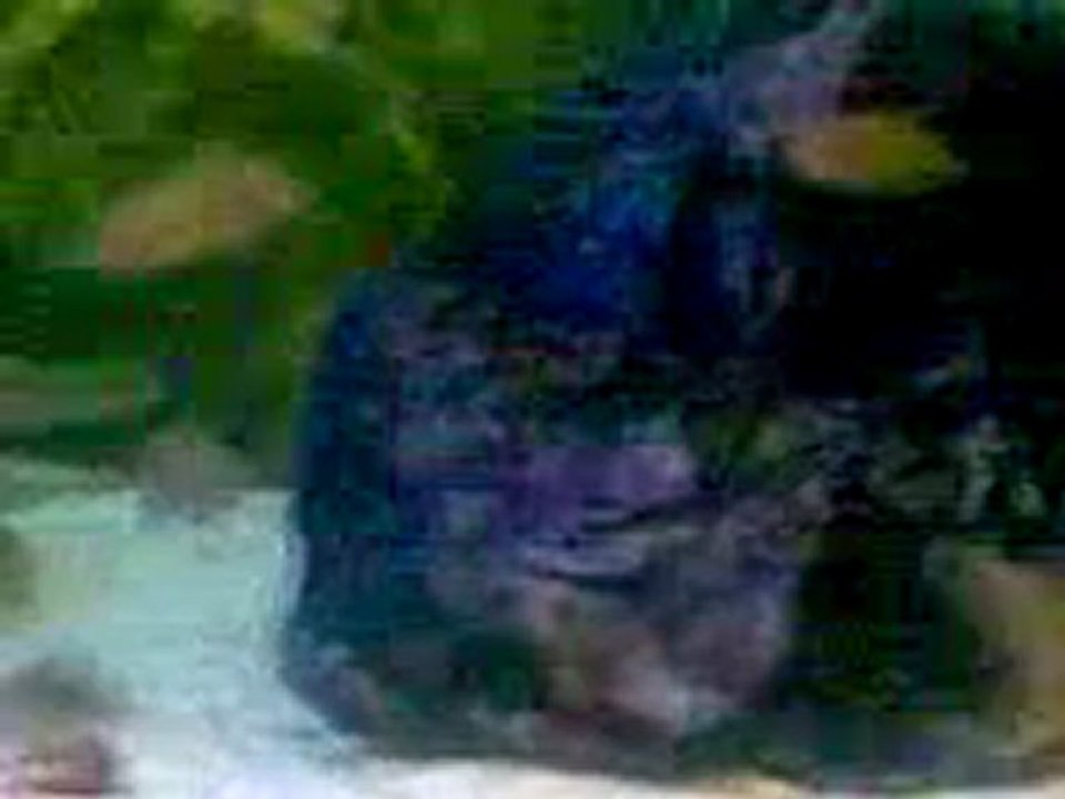 Saf kan F0 Tropheus Moorii İlangi Yellow Yavruları Satılık