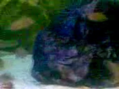 Saf kan F0 Tropheus Moorii İlangi Yellow Yavruları Satılık