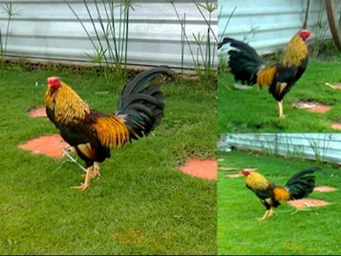 ga my thanh pho moi binh duong