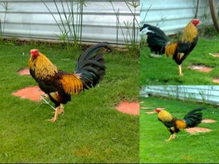 ga my binh duong - 0925 970831