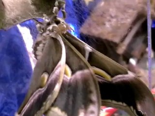 Elevage de chenilles