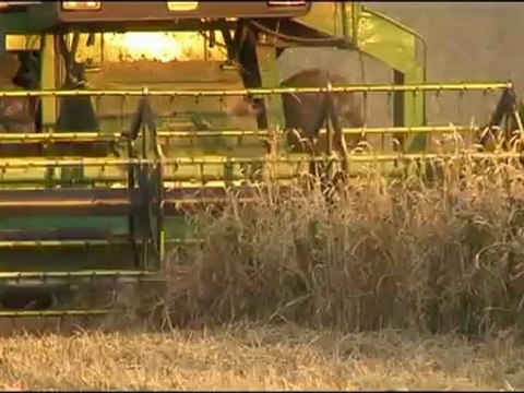 MOISSONS film blés anciens Réseau semences Paysannes
