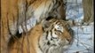 national geographic : le tigre des neiges (2 et fin)