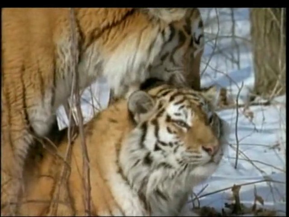 national geographic : le tigre des neiges (2 et fin)