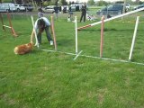 agility avec les copines   notre petite lola