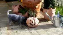 Австралийские хилеры с щенками