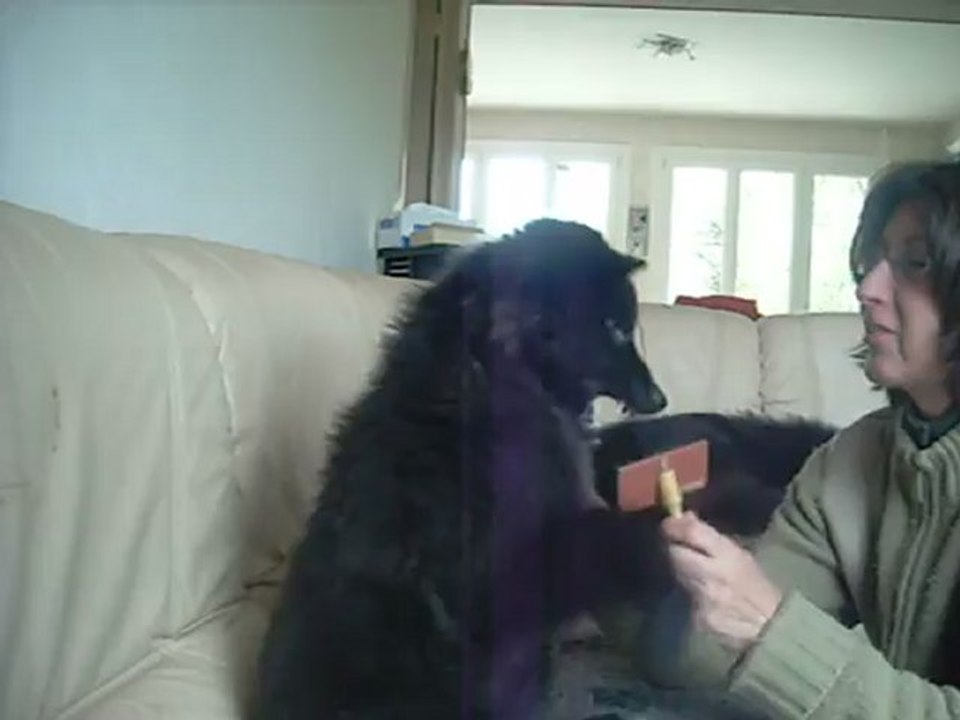 7 avril 2012 : brossage Happy, 3 mois