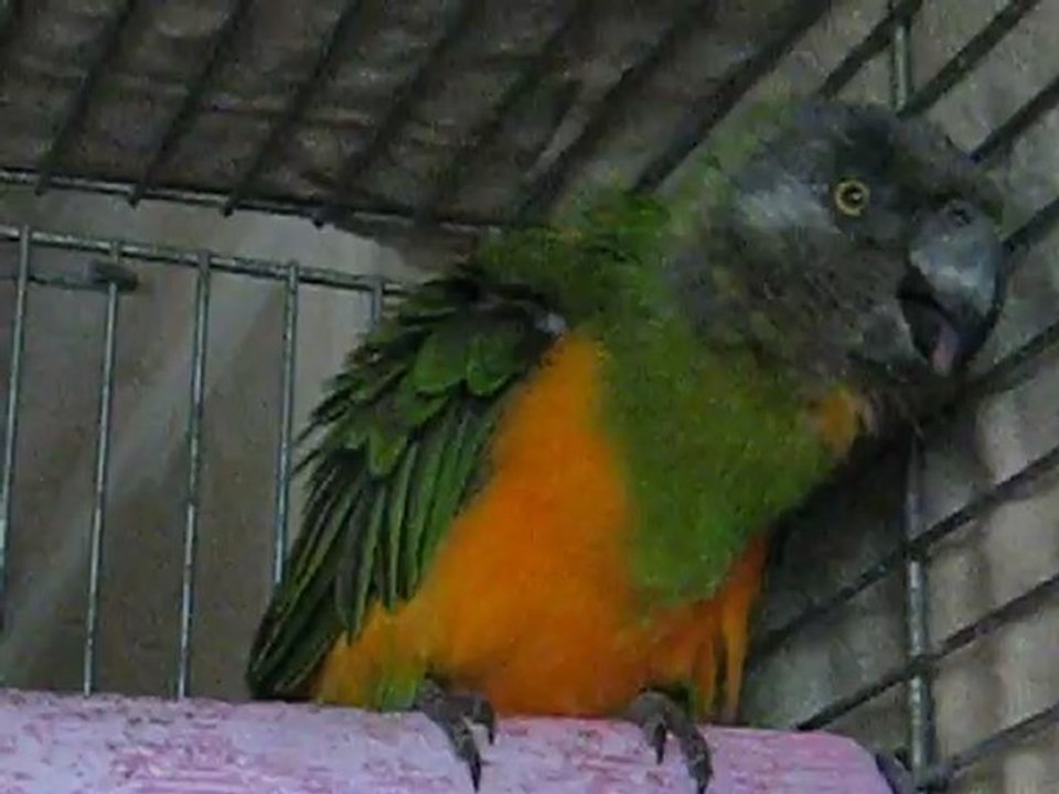 vidéo coco