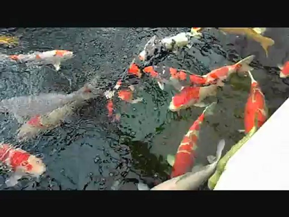 vissen ophalen bij kim's koi 07-04-2012