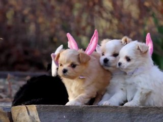 Les chiots de Pâques