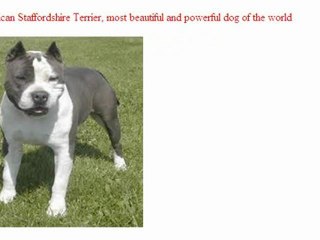 cutest dog breeds