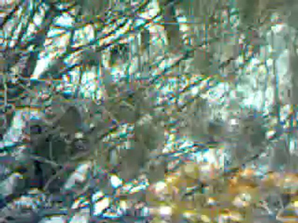 chasse aux sangliers en Ardèche