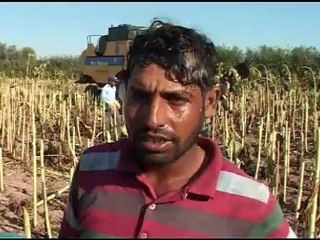 Aksaray'da Şanlıurfa'lı işçilerin tarlada ekmek mücadelesi