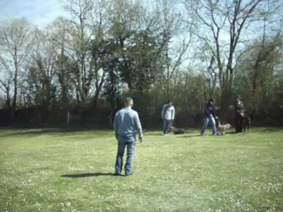 Séance de sociabilité à l'A.G.E.C. ( 28 chiens )