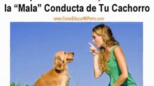 Como Entrenar A Mi Perro Cachorro y Adulto | ComoEducarMiPerro.com