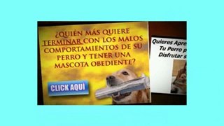 Como Educar a Un Perro Cachorro Aprende Como Educar Facilmente A Un Perro Cachorro | Educación de Perros