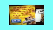 Como Educar a Un Perro Cachorro Aprende Como Educar Facilmente A Un Perro Cachorro | Educación de Perros