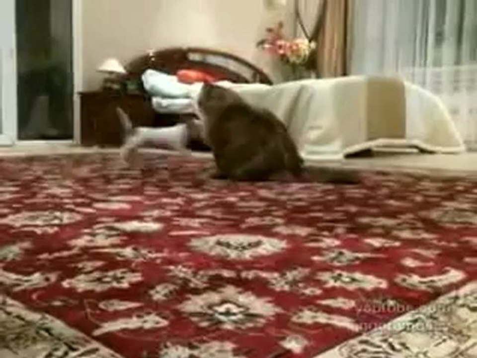 Annoying dog