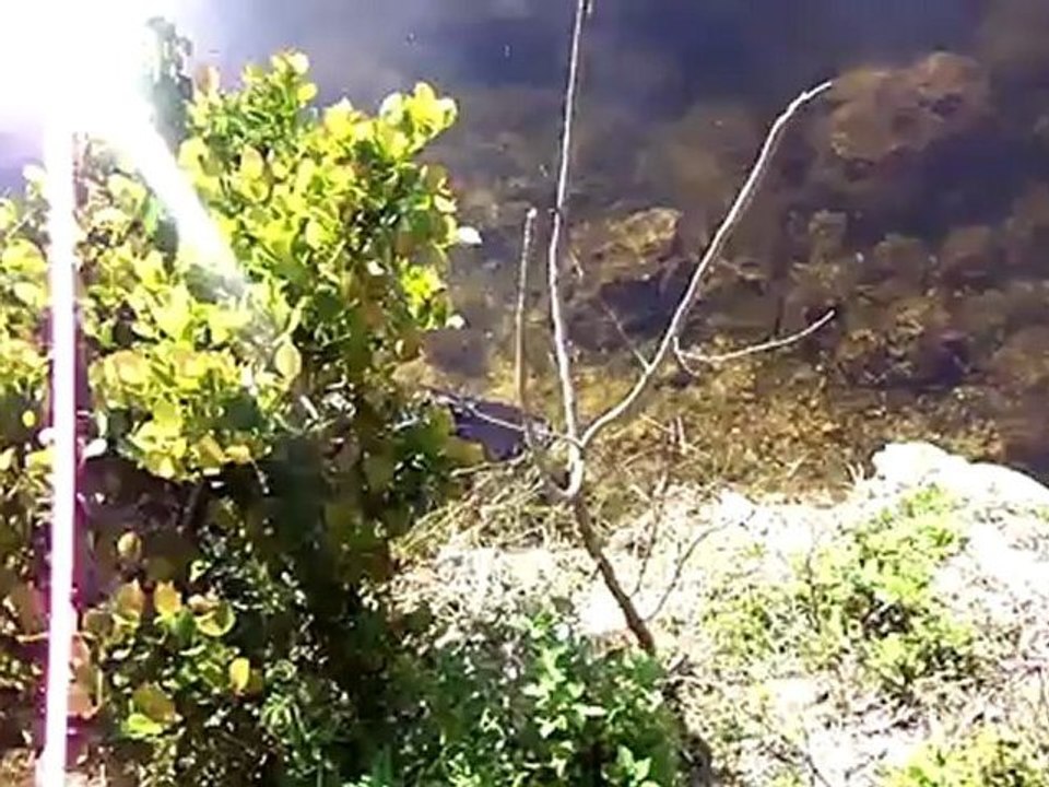 22- Gator goin' under