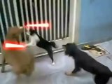 Cat Fights Off Dog With Lightsaber