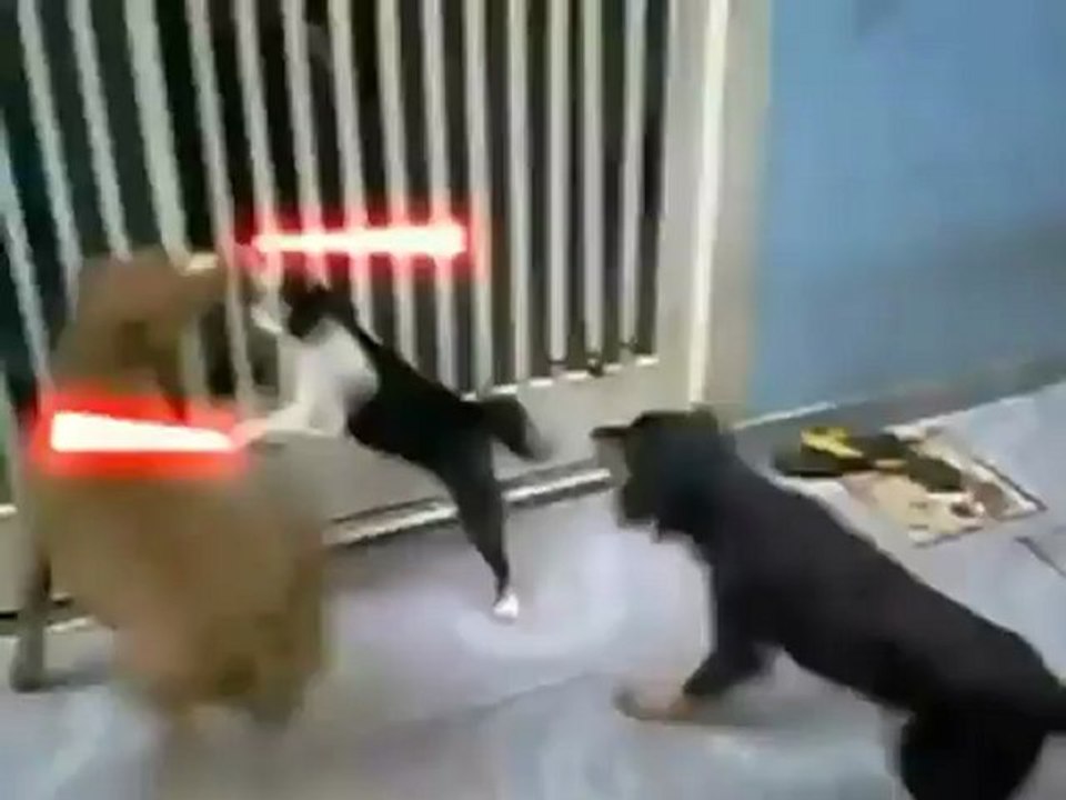 Cat Fights Off Dog With Lightsaber