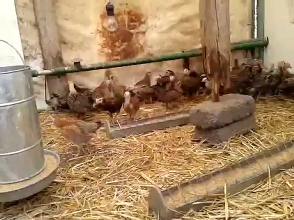 pollos-2012-1
