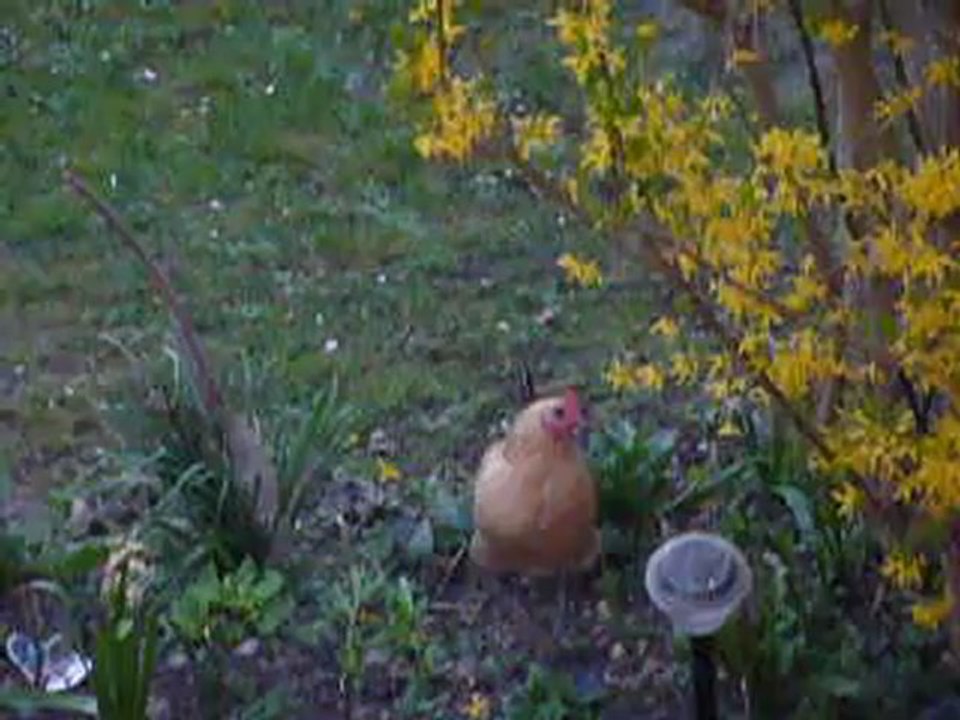 Les aventures de dame poule  en Pâques (3-1) !