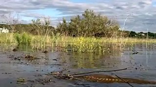 Fly Fishing for Carp in Slow Motion HD