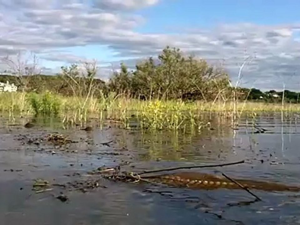 Fly Fishing for Carp in Slow Motion HD