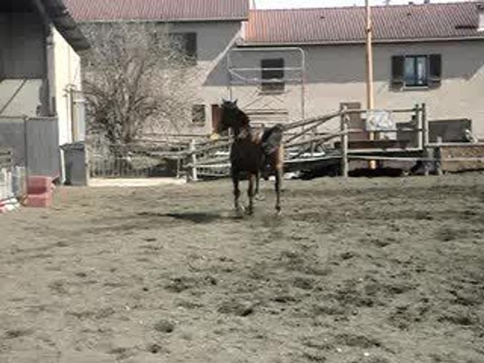 Irish, mon cheval dans ses bons jours