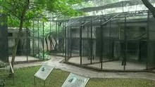 テナガザルたち(うるさい)