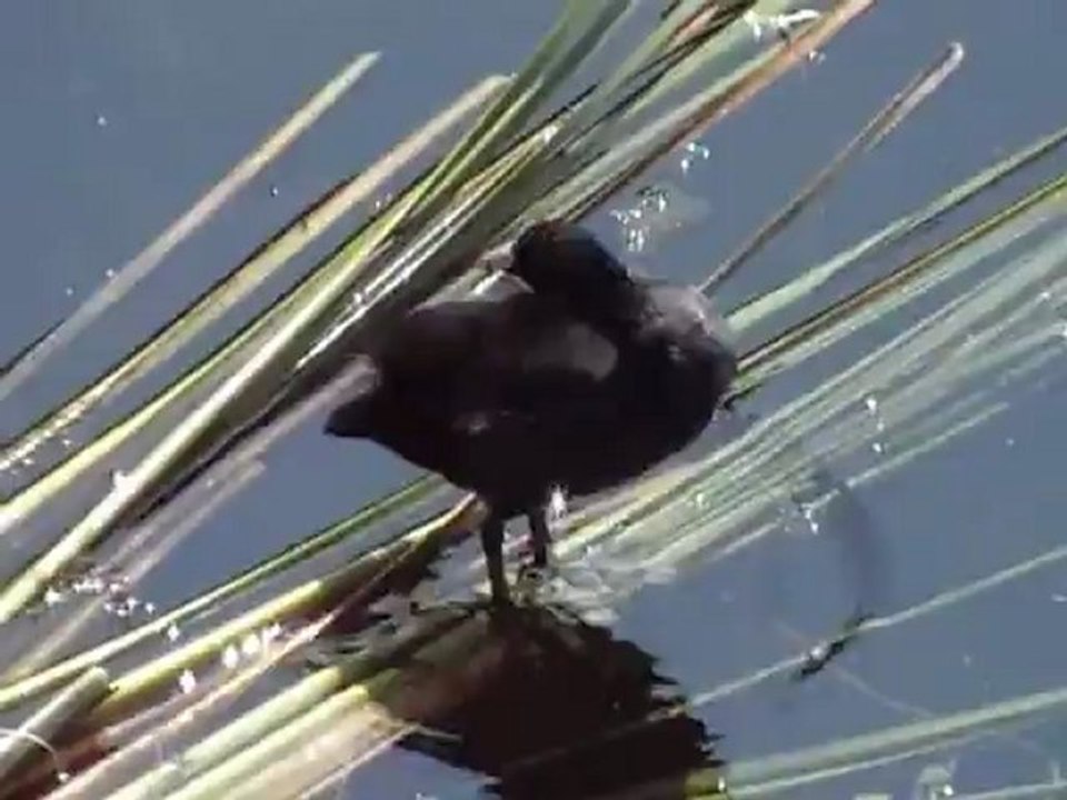 Balaton és a természet