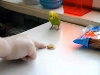 Paralar ile oynayan muhabbet kuşu