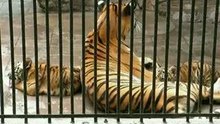 トラの親子