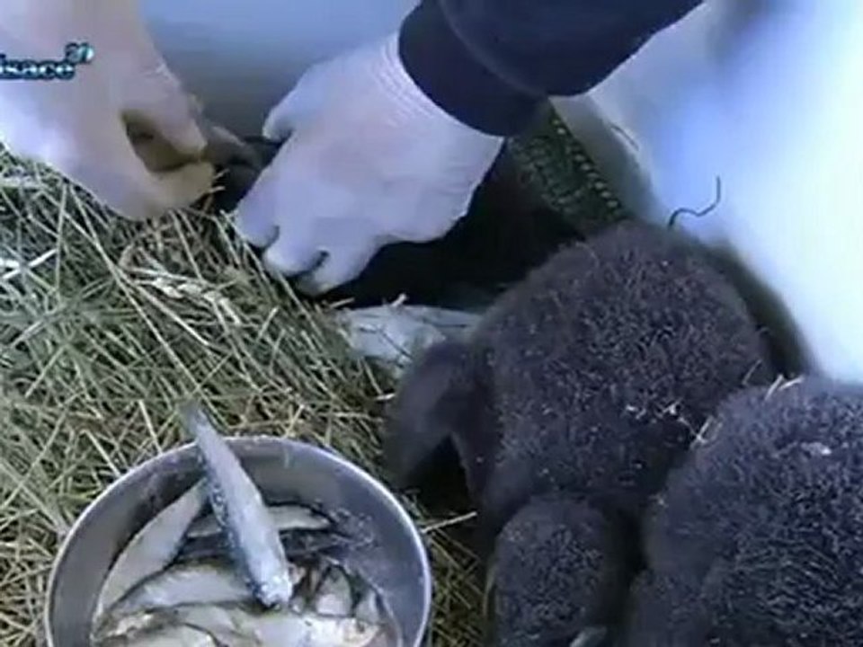 Hebdo DD : Le développement durable en Alsace (05/04)