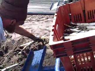 Cueillette des asperges à Ychoux - Landes