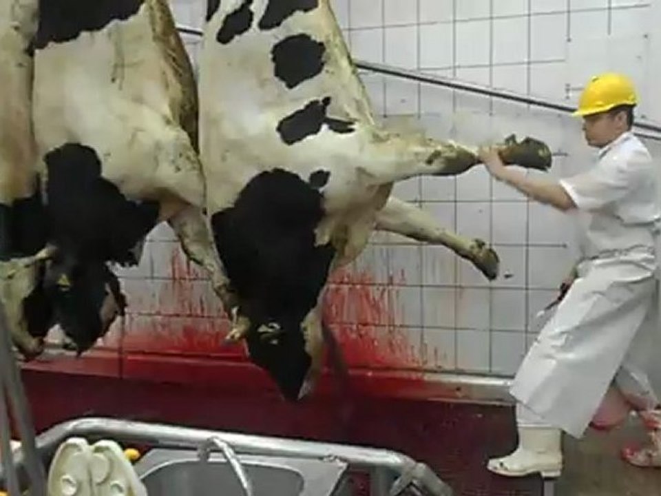 Polonya'da kesilen hayvanların hikayesinde kesim devam ediyor...