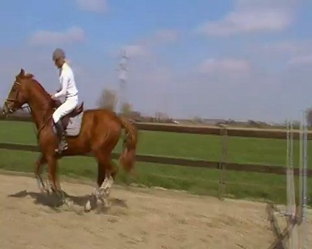 Safran après 3semaines de débourrage