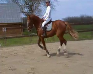 Safran 1ère fois sur 1 bars avec cavalier