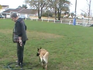 recherche utilitaire avec une malinoise