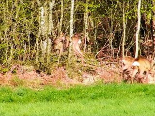 Matin calin chez les chevreuils