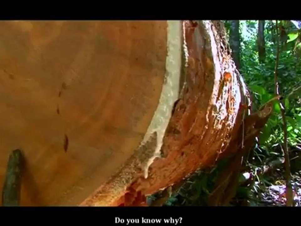 EARTH DIARY PART 2