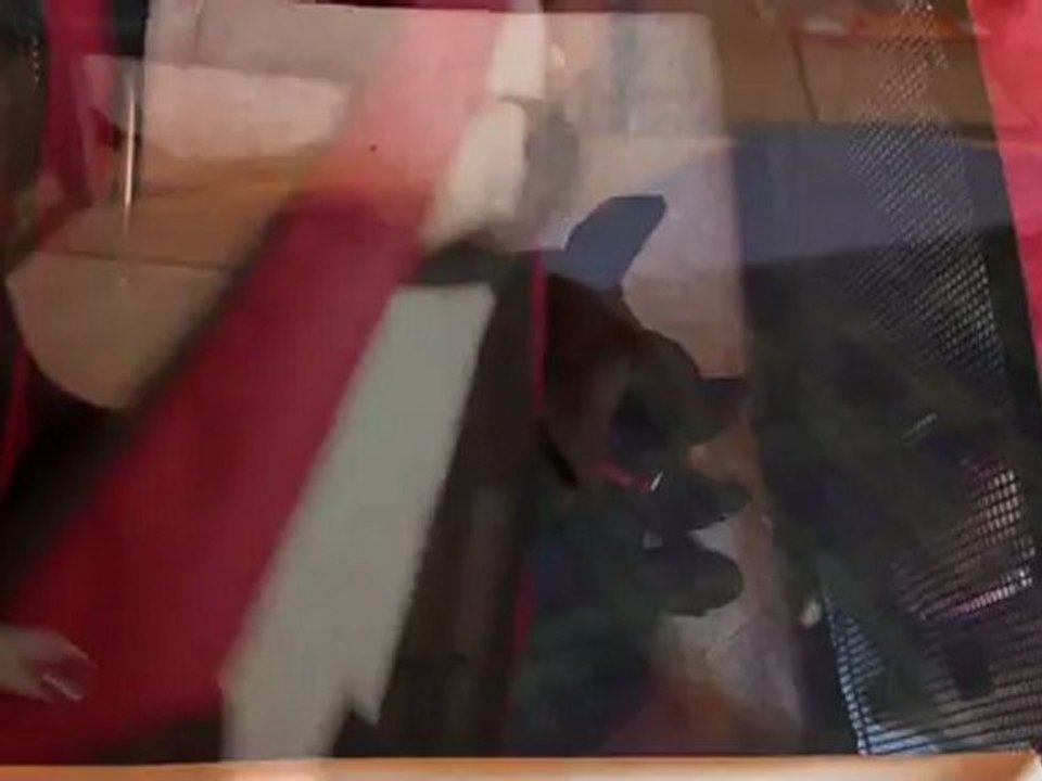 Chiots kelpie : découverte de la caisse de transport