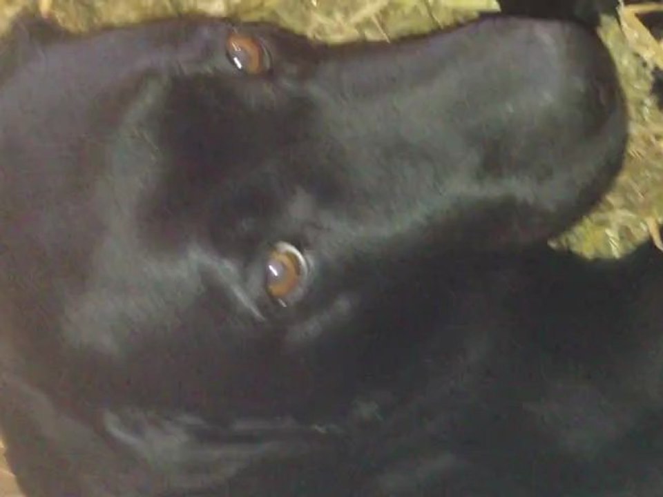 RIRI ... FIFI .... ET LOULOUTTE  A  LA  BOUFFE