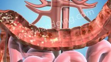 Digestive System Animation: Colon