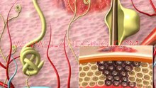 Dermatology Animation